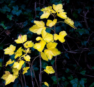 Donker weer en regenachtig herfstweer
De struik viel mij op door de vel gele bladeren
