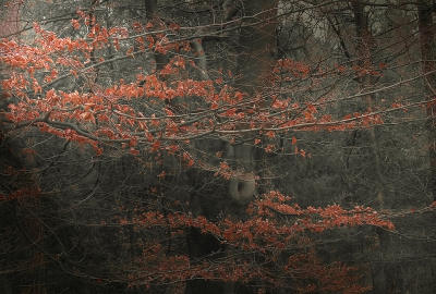 Tegen de schemring was er nog net een gaatje in het dak van het bos.
Na de bonte kleuren van de herfst haalt alleen 'bruin' de winter.