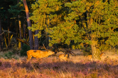 Tijdens de bronsttijd gefotografeerd op de Veluwe in het laatste avondlicht.