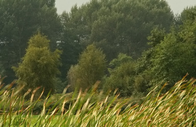 <i class='fa fa-user'></i> ferrystreng | Reeuwijkse hout  <i class='fa fa-eye'> 192</i>   <i class='fa fa-comment-o'> 1</i>