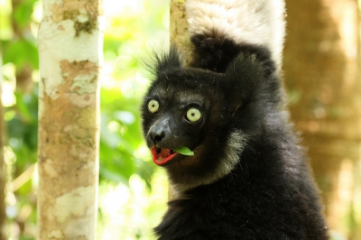 Tijdens een oerwoudtrip in Madagascar een wenssoort kunnen vastleggen. Deze indri kwam even naar beneden om wat bladeren te plukken en gaf mij de kans een portretje te maken.....