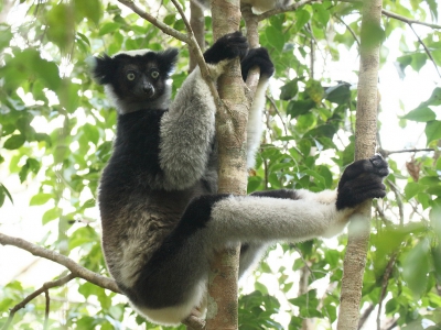 Tijdens een oerwoudtrip in Madagaskar een aantal lemuren kunnen fotograferen, waaronder deze Indri, de enige lemuur zonder staart.
