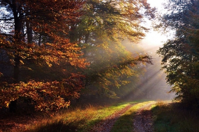 Ik ilep in de bossen, en zag ineens dit prachtige beeld.