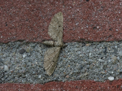 Vanmorgen vroeg tegen de muur van onze flat. Deze dwergspanner zat laag genoeg om vanaf statief te kunnen fotograferen. Ik heb wat zitten puzzelen op Vlindernet en kom vooralsnog uit op Streepjesdwergspanner. Ben benieuwd of jullie het ermee eens zijn. Dank alvast voor het meedenken! @d