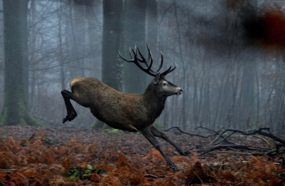 Ontmoeting met een edelhert in de ardense wouden .
Het dier komt voorbij  in galop en op vrij korte afstand .

En de weersomstandigheden (mist en motregen) zitten ook niet mee voor een ideale belichting . Toch tevreden over het resultaat , mooie afsluiter voor het jaar 2015 .