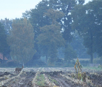 Reen in hun typische landschap. Ik had me verstopt toen ik in de verte enkele reen zag lopen. Na een poosje kwamen ze dichterbij en kon ik ze goed op de foto zetten.
