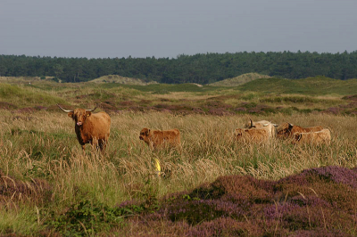 <i class='fa fa-user'></i> Art | Landschap op Texel  <i class='fa fa-eye'> 273</i>   <i class='fa fa-comment-o'> 1</i>