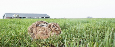 we kwamen deze totaal niet schuwe haas tegen toen we een rondje in de polder maakten, ik heb hem gefotografeerd met 18mm!