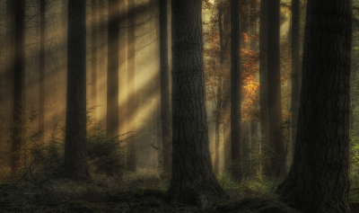 bahbah wat een dramatisch fotografieweer de laatste weken, hierbij daarom een opname van alweer 2 maanden terug.  In een (voornamelijk) bos met Douglas bomen kwam het zonlicht mooi door, die ene kleine Eik vond ik wel leuk om in het beeld mee te nemen. Bewust de opname wat donker gelaten.