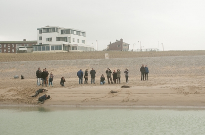 Eigenlijk kwamen de mensen best dicht bij de zeehonden, maar ze trokken zich er absoluut niets van aan.