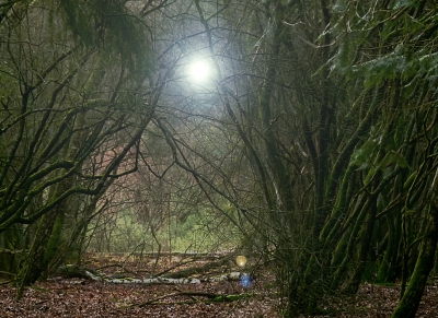Gestoeid met het zonnetje. De takken filterden stevig.
Zon wat opgehaald.