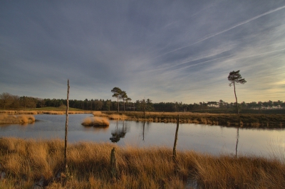 Prachtige dag vandaag, flinke wandeling gemaakt in de Hatertse vennen met veel foto's waarvan dit er eentje is.