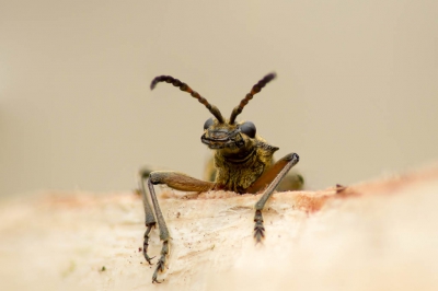 De winter is redelijk saai aan het verlopen.. ik heb recent een nieuwe tweedehands macrolens kunnen aanschaffen, moet ik wachten op het echte macro seizoen. Of toch niet? Tussen het kachelhout waar ik al vele larven van deze kever ben tegen gekomen vond ik zowaar een volwassen dier.