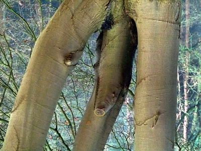 Bomen zijn mannelijk of vrouwelijk.
De moederlijke kant heb ik al eens getoond:
http://www.nederpix.nl/album_page.php?pic_id=227091
Vandaag de 'tegenpool'.