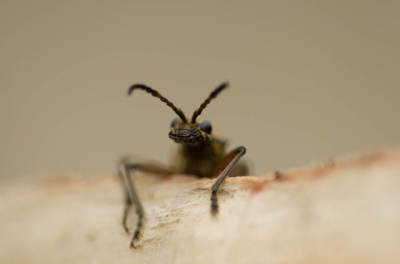 Een enkele foto uit de stack, zonder bewerkingen. Dus geen belichting, contrasten, vervagen o.i.d.