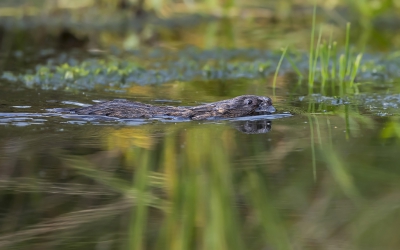 Ik zat te wachten tot de waterral weer voorbij zo komen, toen deze woelrat ineens in beeld kwam. Ik had hem al eerder gezien, maar te dicht bij voor m'n 500mm.
Nu zwom hij precies voorbij de plek waar ik de waterral had bedacht.