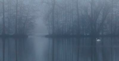 Gistermiddag kwam de mist hier in de buurt erg snel opzetten en verstoorde enigszins het bezoekje aan de vogelhut. De mist zorgde wel voor een mooie sfeer bij de plassen die zijn ontstaan bij kleiwinning.