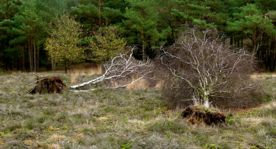 Je verwacht dat de storm voor deze berken uit dezelfde hoek waaide. 
Toch zoeken de kruinen vallend steun bij elkaar.
'Mother & Child Reunion' tot in de dood?