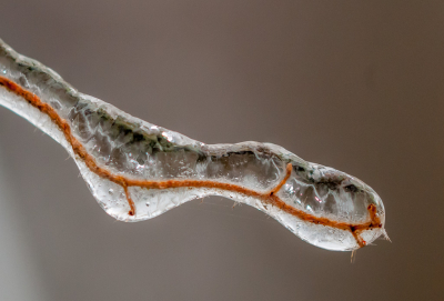ijzel in de tuin, temp. ongeveer -2, gemaakt net voordat de dooi weer inviel.