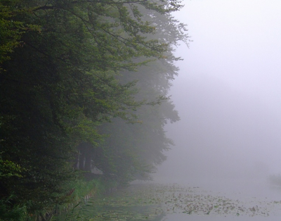 <i class='fa fa-user'></i> klomp | Mistige ochtendsfeer in het bos  <i class='fa fa-eye'> 201</i>   <i class='fa fa-comment-o'> 3</i>