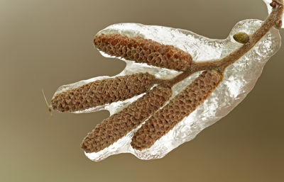 Het viel me vies tegen om redelijke close-up foto's van de ijzel te schieten, deze vond ik nog wel door de beugel kunnen.