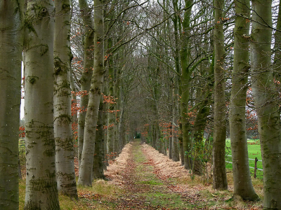 Afgelopen herfst heb ik een laantje gefotografeerd.
Toen ik thuis kwam zag ik pas het witte 'element' in de achtergrond.
Was het is weet ik niet. Is ook niet belangrijk.