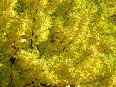 Deze boom stond zo heerlijk in het zonnetje met die knalgele kleuren.