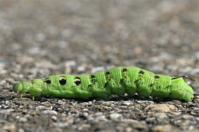 <i class='fa fa-user'></i>&nbsp;Arie Ouwerkerk&nbsp;| Groot Avondrood&nbsp; <i class='fa fa-eye'>&nbsp;607</i> &nbsp;<i class='fa fa-thumbs-up'>&nbsp;1</i> &nbsp; <i class='fa fa-comment-o'>&nbsp;8</i>