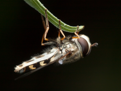 Met mijn nieuwe macro en flits de polder ingetrokken. Het was een warme dag en er zaten veel insecten in de polder.