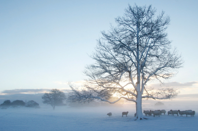 Deze opname is gemaakt op een koude heldere ochtend met wat flarden laaghangende mist en ook nog wat resten bewolking