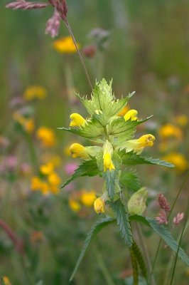 Mijn eerste foto op Nederpix :). Genomen in een natuurgebiedje tussen Veenendaal en Ede dat nog maar een paar jaar bestaat, maar toch groeien er al allerlei leuke planten.