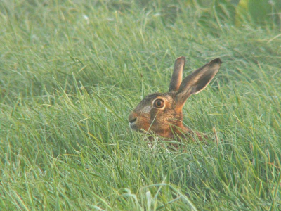 In een zee van natte halmen heeft dit jonge haas de nacht doorgebracht, als onze blikken elkaar treffen houdt hij het nog een paar tellen uit..dan is ie weg
( zie voor het verhaal achter de foto www.natuurlogboek.web-log.nl)
