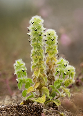 Een focus stack van twee opnames voor Margriet. Nu is het plantje scherp en de achtergrond toch vaag. Eigenlijk is het gebruik van de focus stacking software op deze wijze niet zoals het bedoeld is, maar het gaat om het resultaat. De kwaliteit zou met de originelen natuurlijk veel beter zijn; nu heb ik de twee foto's voor de stack van NP geplukt.