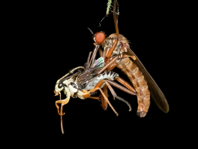 In de Natuurtuin hingen de mannen met een prooi te wachten op de komst van een vrouwtje. Met de flits en tegen een donkere achtergrond komt dit stel wel helder uit.