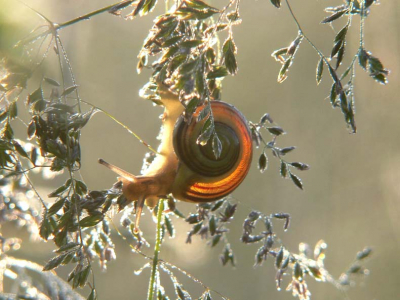 Niet zo heel populair...maar in dat tegenlicht zijn ze zo mooi..

voor het foto-verhaal zie www.natuurlogboek.web-log.nl