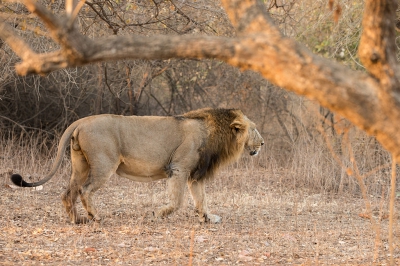 In de ochtend genomen met nog mooi licht. Op deze foto kun je mooi de huidplooi zien onder aan de buik. Dit is het grote verschil met de Afrikaanse Leeuw. Voor meer foto's kijk op mijn blog www.natuurfoto-andius.nl