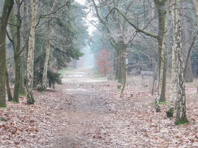 Gemaakt op 20 januari in de heidetuin te bergen op zoom, nabij het natuurpodium Tijdens een natuurwandeling