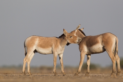 Deze Ezels vindt je in behoorlijke aantallen in Little Rann of Kutch in de staat Gujarat. Wij waren mindeze staat voor een bruiloft en bezochten dit gebied omdat tikdeze ezels graag wilde zien en fotograferen. Meer over deze bijzondere reis op www.natuurfoto-andius.nl