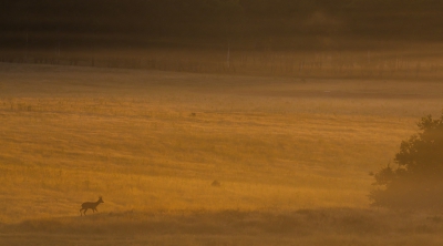 Een foto van een paar jaar geleden. Tijdens een prachtige ochtend kwam deze eenzame reebok over het benevelde veld  heen lopen.