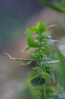 Vandaag het Tuinbingelkruid opgezocht om nog wat plaatjes te maken voor nadere determinatie.
De vrouwelijke plant neem ik aan.