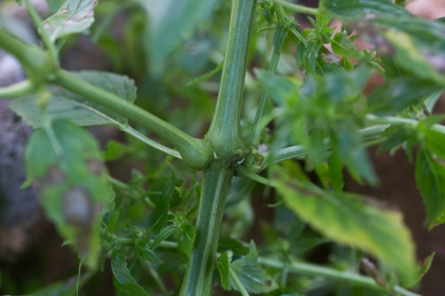 Van het tuinbingelkruid nog wat details van de stengel vastgelegd.