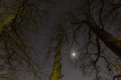 De bomen rondom de schaapskooi zijn erg mooi met hun grillige vormen.