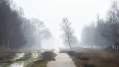 Ik was op weg terug naar de auto via het lange fietspad langs de Duitse grens. Toen ik omkeek zag ik in de verte een mooie boom tegen een mistige achtergrond. In plaats van die kant op te lopen, heb ik de 500 mm lens gebruikt om de boom dichterbij te halen en tegelijkertijd de mist dichter te maken. Beetje ongebruikelijk om een landschap met 500 mm te fotograferen, maar ik vond dit wel mooi uitpakken.