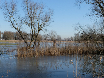 Vandaag naar de waterstand op de Groesplaat wezen kijken  . Buiten dat het erg modderig was en je op sommigen plaatsen de doorgang was verspert door het hoge water viel het alles erg mee . Heeft me aan het einde van de route die ik liep toch nog door mijn eigen fout .( was helemaal in Mind) en kon dus 3 kwartier terug lopen.