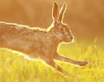 hij ging er als een haas vandoor ;) gefotografeerd tegen een laagstaand zonnetje. hij kwam mooi dichtbij langs rennen.