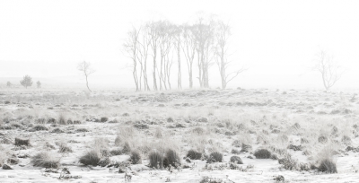 Vanochtend was het ontzettend helder en in de buurt van Apeldoorn ligt nog vrij veel sneeuw. Goede redenen dus om eens die kant op te gaan. Dit rijtje berken kon ik in fel tegenlicht fotograferen.