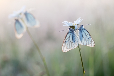 's-avonds het slaapplekje van deze vlinders gevonden en dus de volgende morgen om 5 uur de wekker gezet en er snel naar toe. Het was een prachtige morgen met mooi licht! Gemaakt met statief in RAW