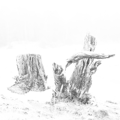 Bovenop een heuveltje op Dabbeloo fotografeerde ik deze dennentobben in tegenlicht. De achtergrond bestond grotendeels uit sneeuw, en ik heb ter plaatse overbelicht.