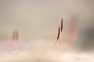 Het ruige haarmos begint er aan te komen! Na een koude nacht deze foto gemaakt met camera op statief en afstandbediening. Gezocht naar een mooie compositie en een beetje door de begroeiing heen gefotografeerd. En genoten van de opkomende zon ;)