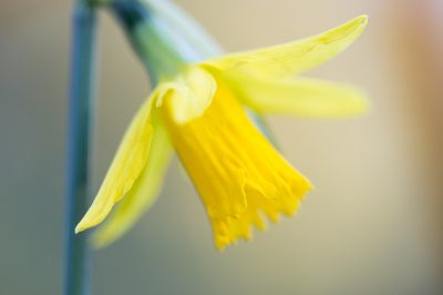 Ze brengen weer kleur in bermen en parken. Op zoek naar sneeuwklokjes, zag ik deze narcis in bloei staan. Uit de hand genomen met behulp van de hoekzoeker.